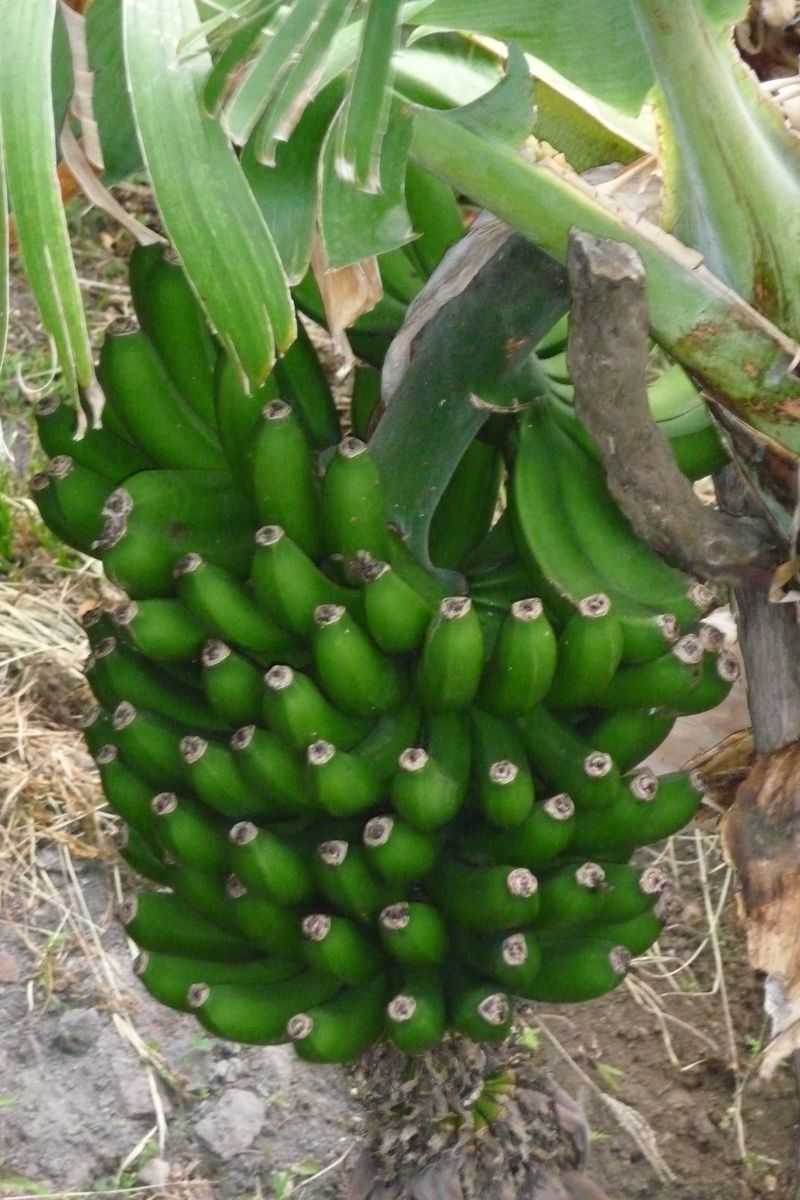 Bananes